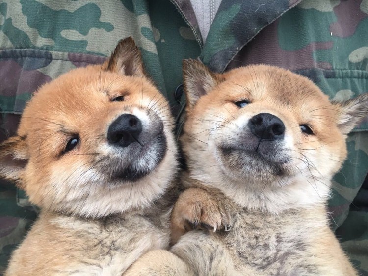 Метис акиты