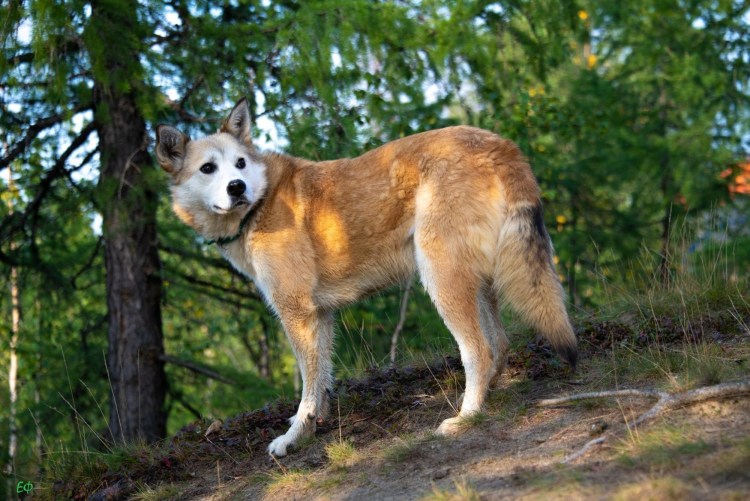 Смесь Акита ину и хаски