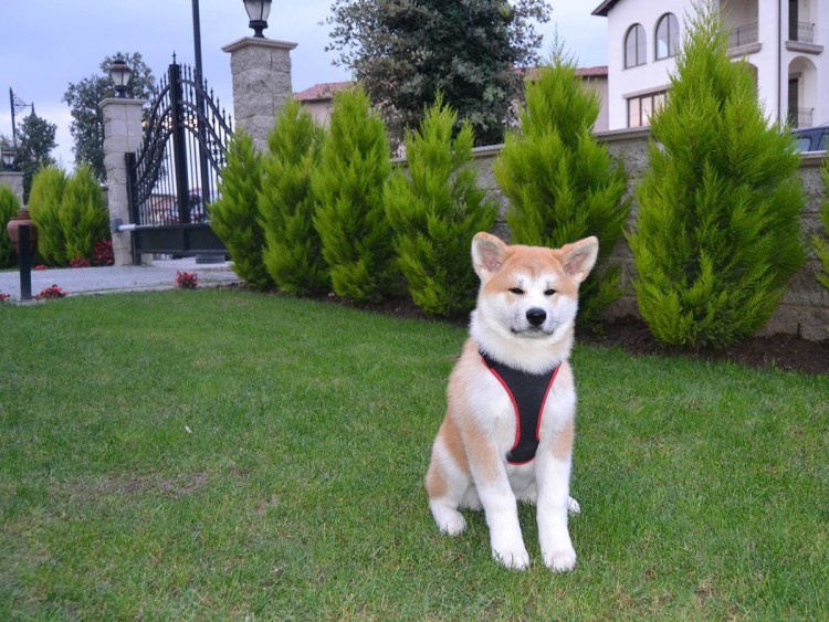 Сиба ину и корги