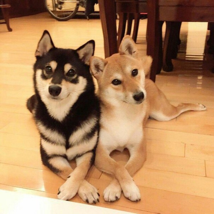 Акита ину любовь