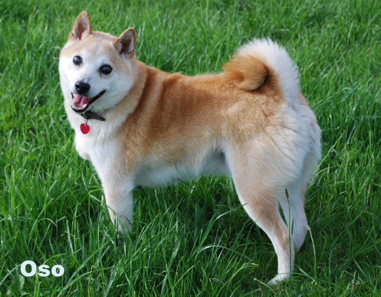Метис корги и сиба ину