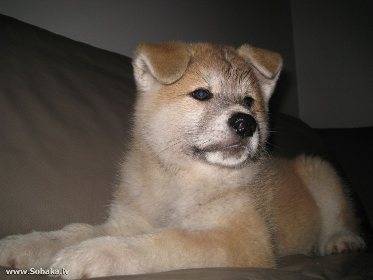 Смесь Акита ину и хаски