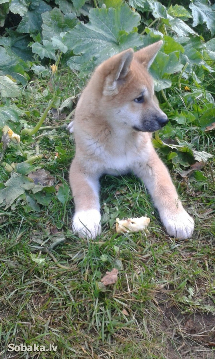 Метис Акита ину