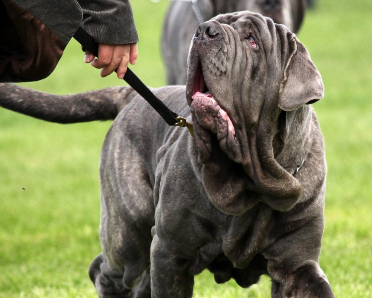 Неаполитанский мастиф Геркулес