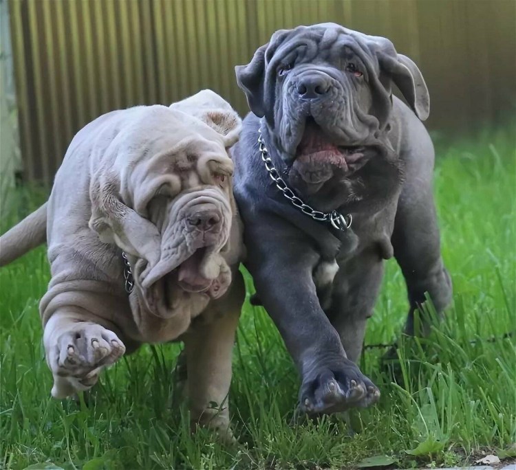 Мастино неаполитано