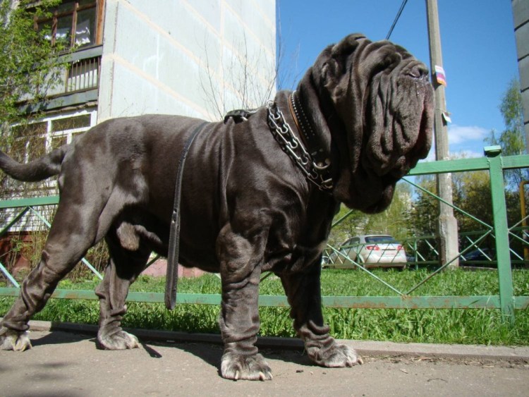 Мастино неаполитано собака