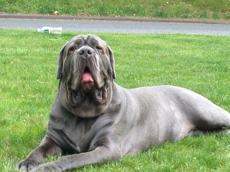 Мастино неаполитано