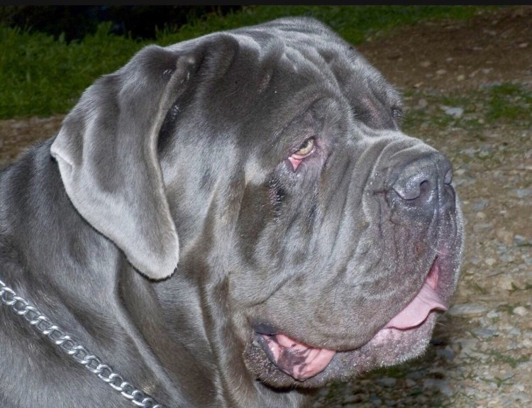 Неаполитанский мастиф Геркулес