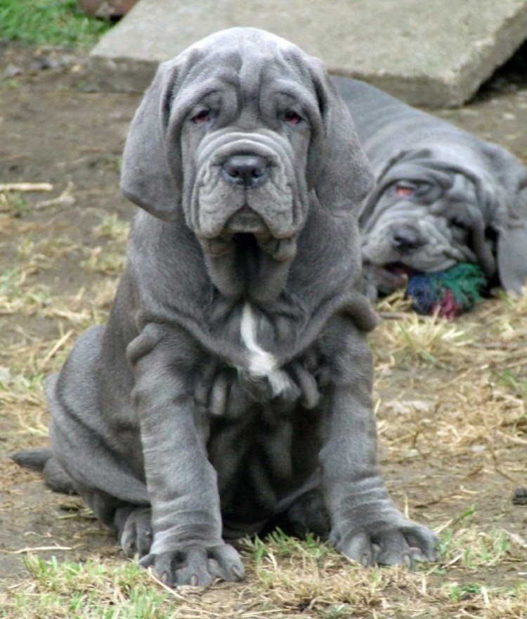 Мастино неаполитано