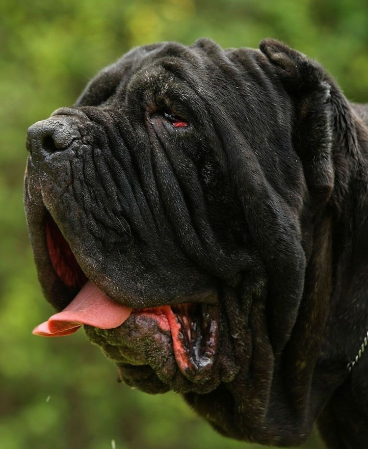 Мастино неаполитано