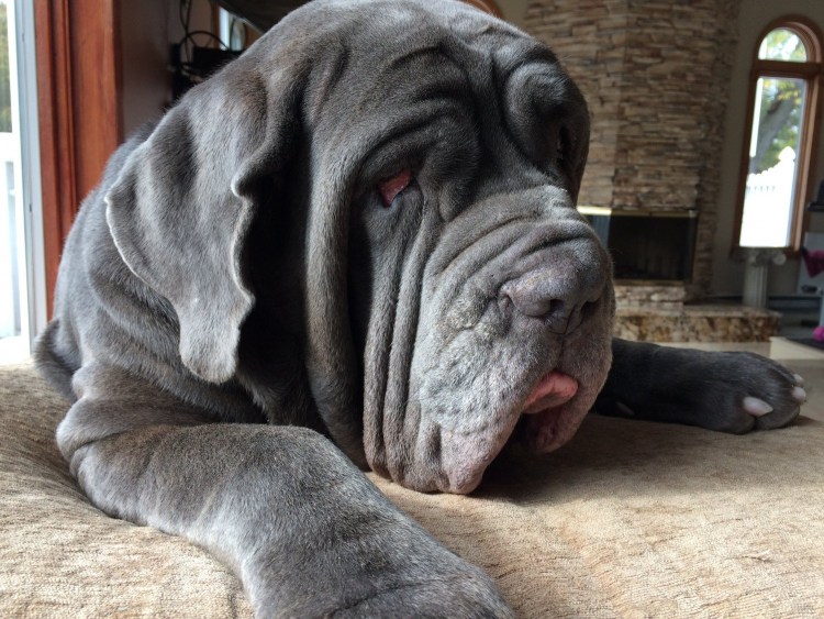 Мастиф неаполитано