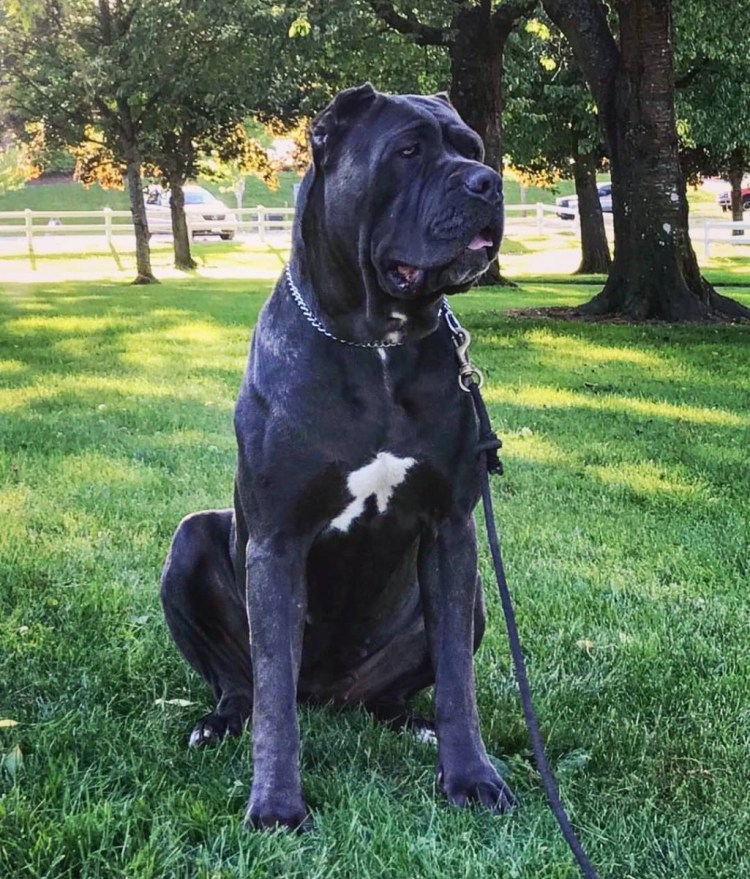 Тибетский мастиф неаполитано