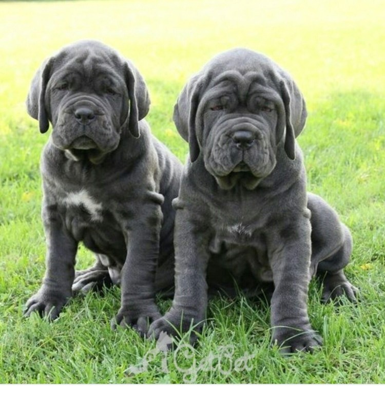 Мастиф неаполитано