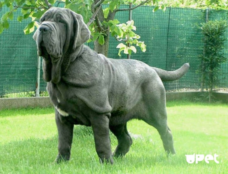 Мастино неаполитано Неаполитанский мастиф