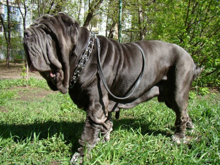 Мастиф неаполитано