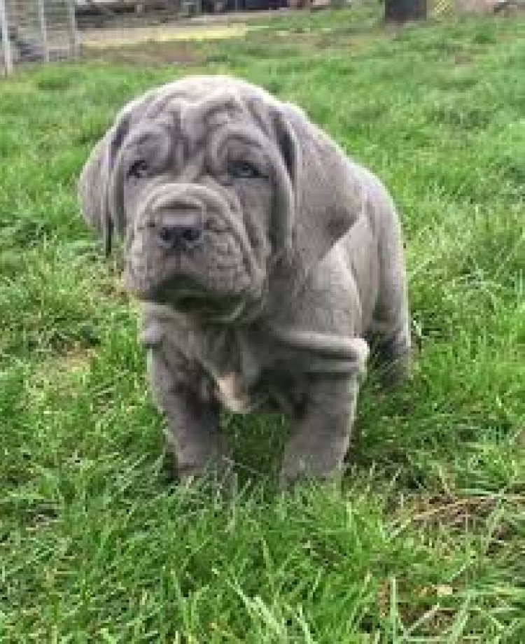 Мастиф неаполитано