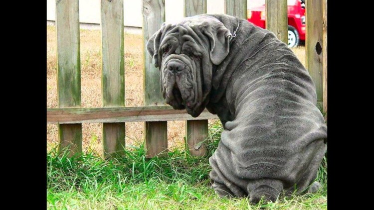 Неаполитанский мастиф Геркулес