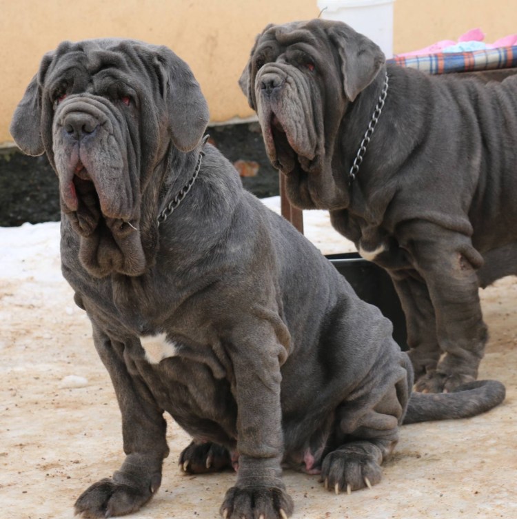 Мастиф неаполитано