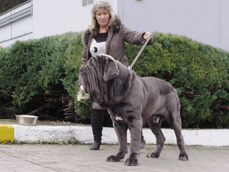 Мастиф неаполитано