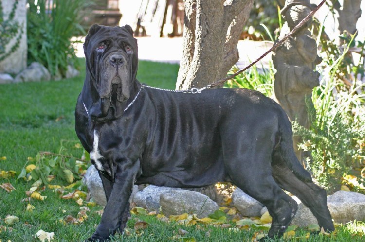 Неаполитанский мастиф (Мастино)