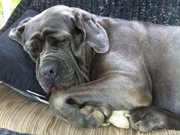 Мастино неаполитано Неаполитанский мастиф