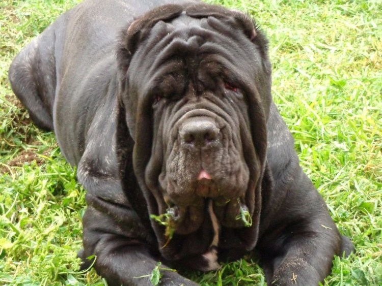 Мастино неаполитано Неаполитанский мастиф