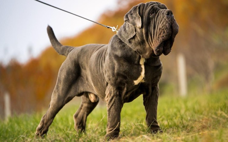 Мастино наполетано / Неаполитанский мастиф