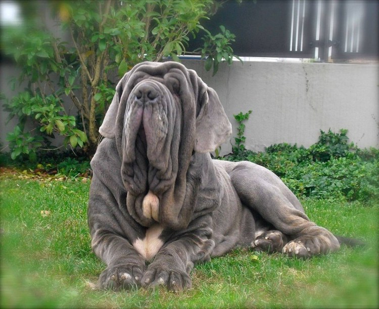 Мастино неаполитано