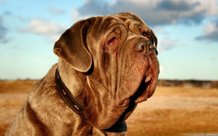 Мастино неаполитано