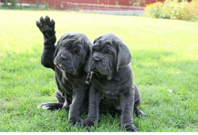 Тибетский мастиф неаполитано