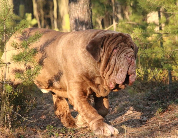 Неаполитанский мастиф Геркулес