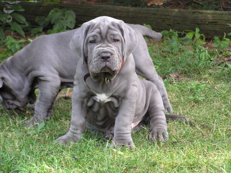 Мастино неаполитано собака