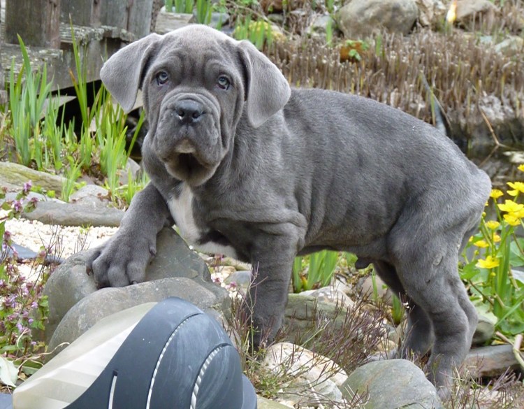 Мастиф Геркулес