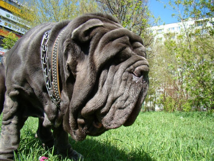 Мастиф неаполитано