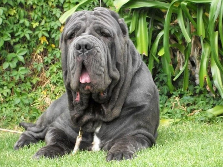 Неаполитанский мастиф и шарпей