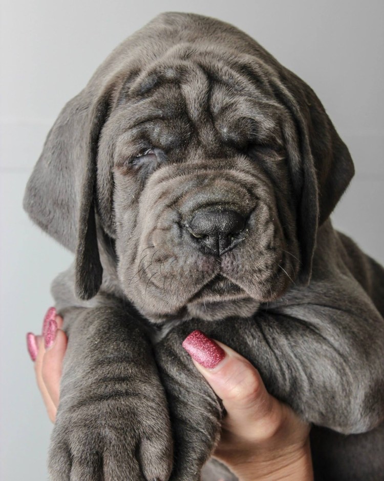 Мастиф неаполитано