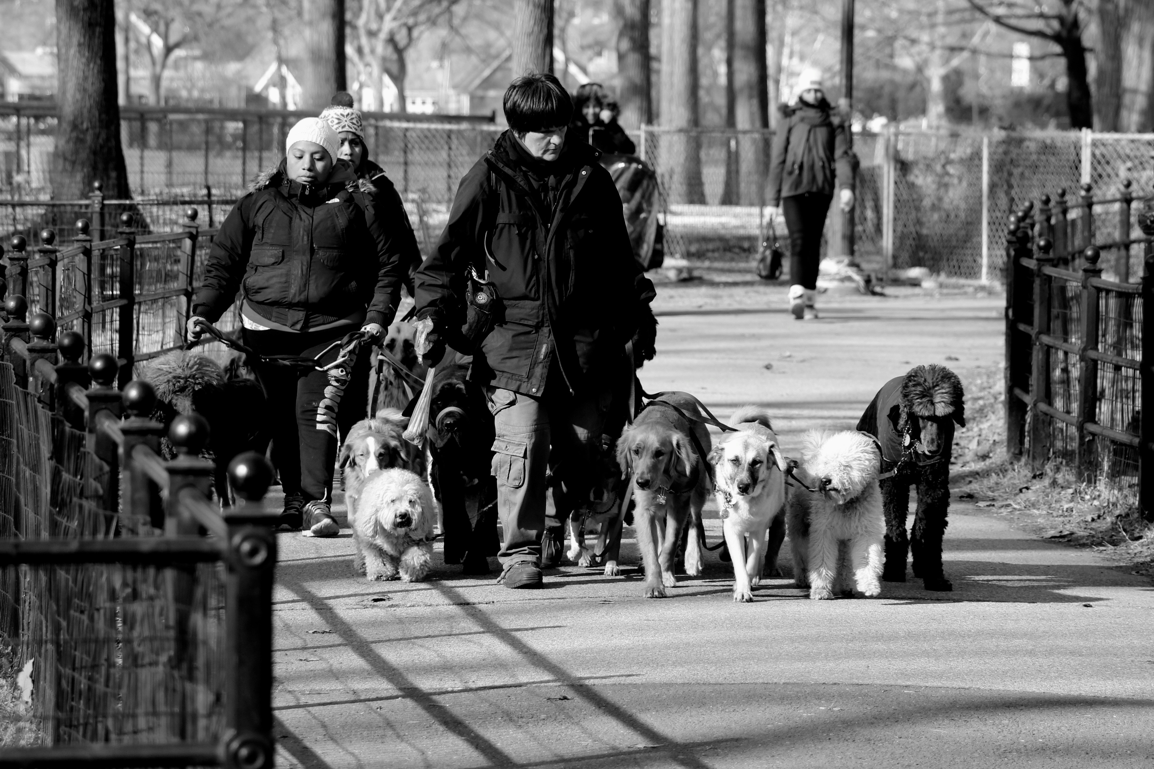 Собаки и люди на дороге. Прогулка с собакой. Собака на улице. Собака в толпе людей. Прогулка с собакой в парке.