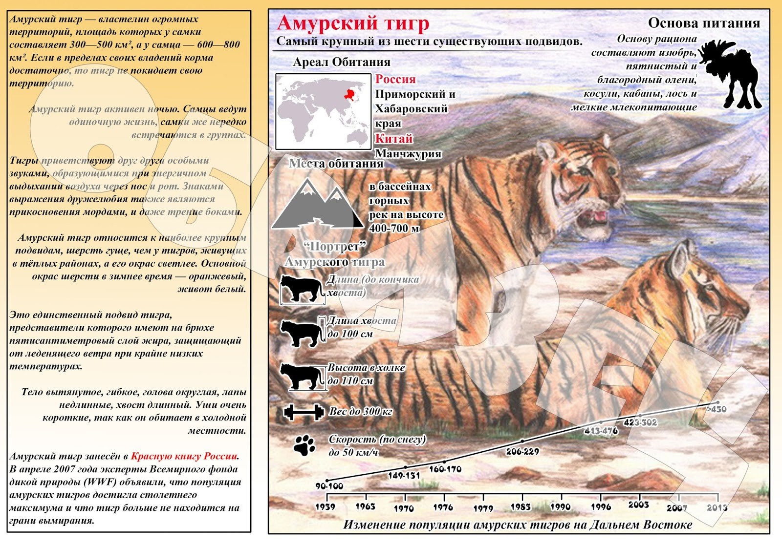 Карта амурский тигр. Амурский тигр буклет. Высота в холке Амурского тигра. Буклет про Амурского тигра. Листовка по защите Амурского тигра.