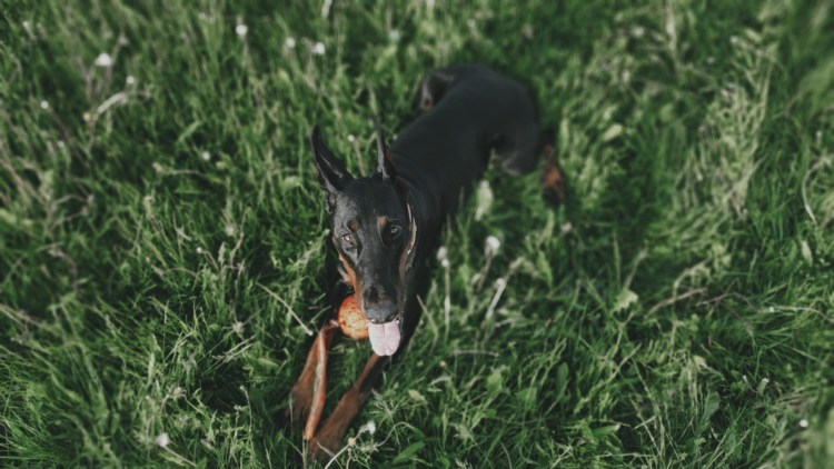 Доберман некупированный