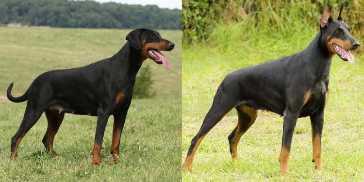 Доберман не купированныц