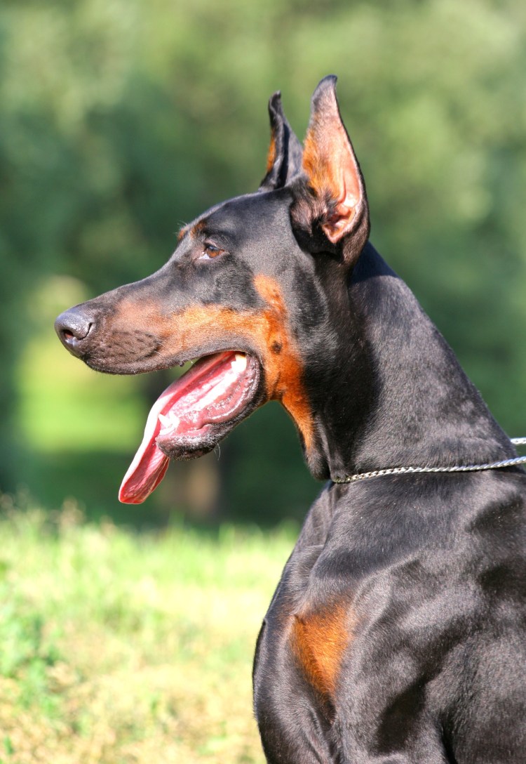 Доберман Владека Рошины