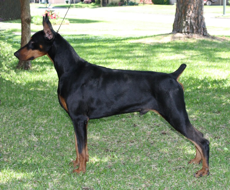Доберман с длинным хвостом