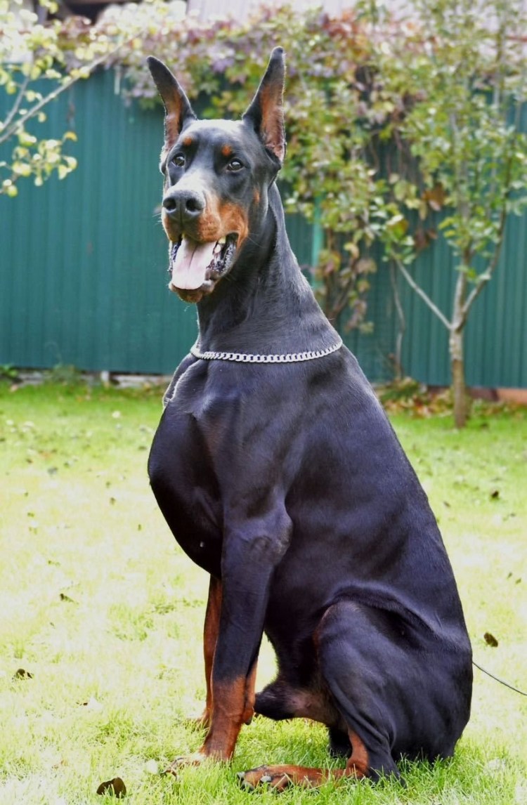 Доберман крупный черный
