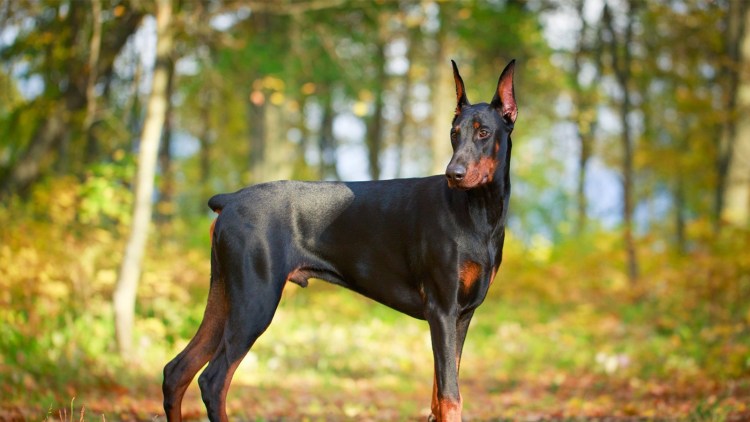 Доберман не купированныйи