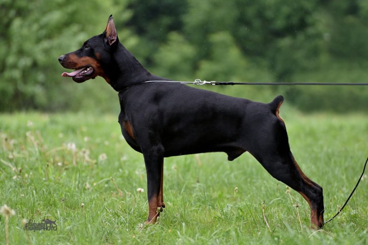 Доберман на поводке