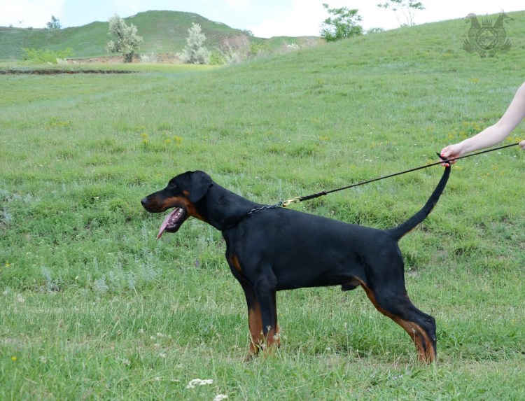 Порода Доберман-пинчер