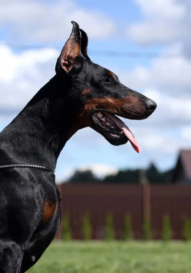 Доберман некупированный