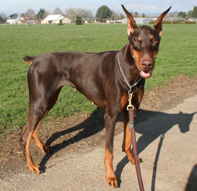 Порода Цвингер пинчер