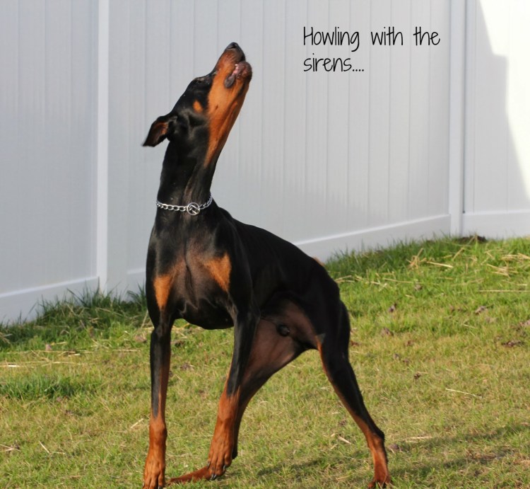 Доберман Владека Рошины