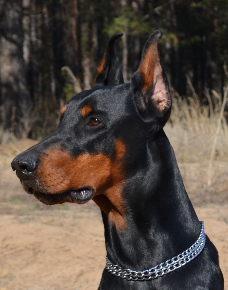Доберман с хвостом